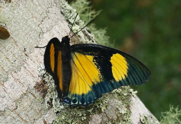 Charaxes fournierae kigeziensis female UPS